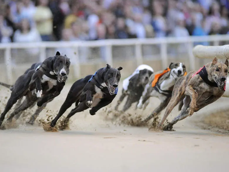 UK: BGC MEMBERS HELP GREYHOUND RACING FUND RAISE EXTRA MILLION POUNDS A YEAR FOR ANIMAL WELFARE PROJECTS