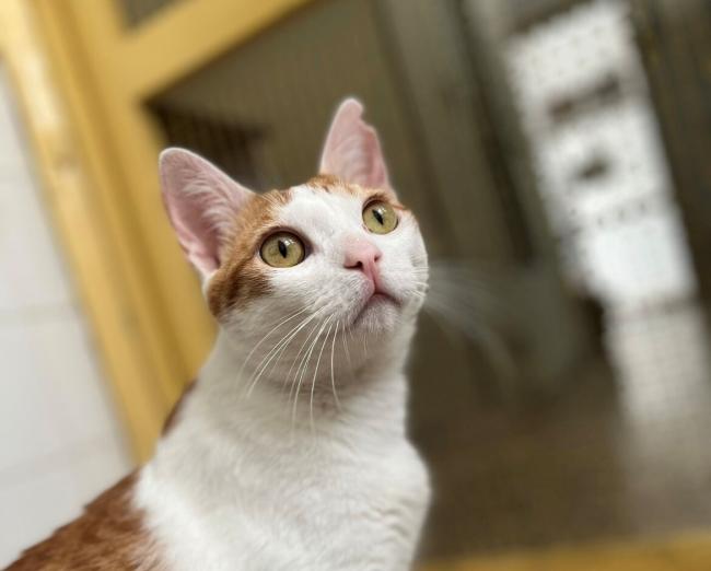 LeoVegas apoya al refugio MSPCA con una donación de €5.000