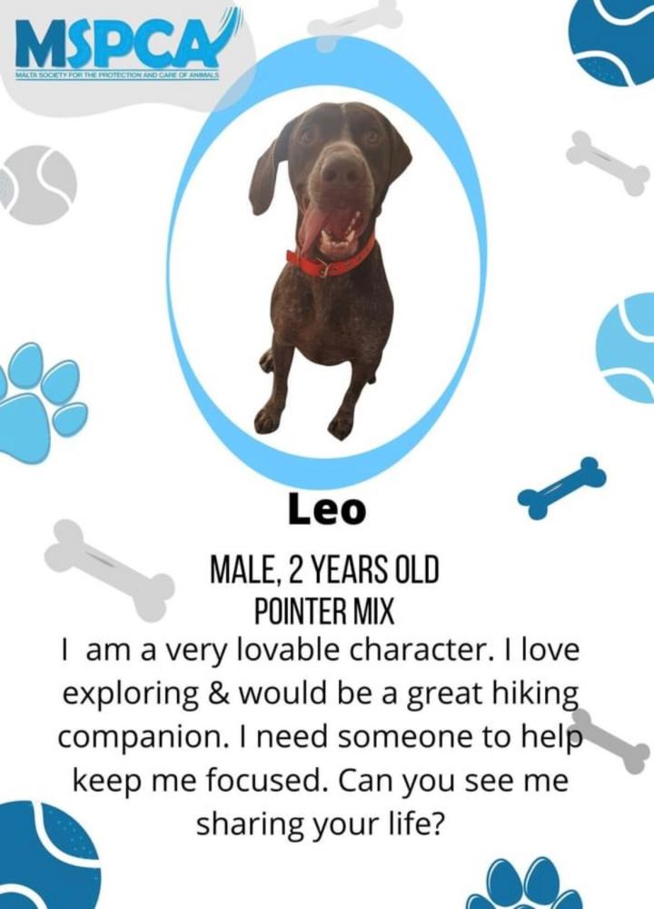 LeoVegas: Un corazón que late por los animales