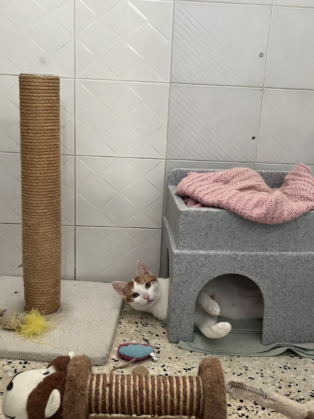 LeoVegas: Un corazón que late por los animales
