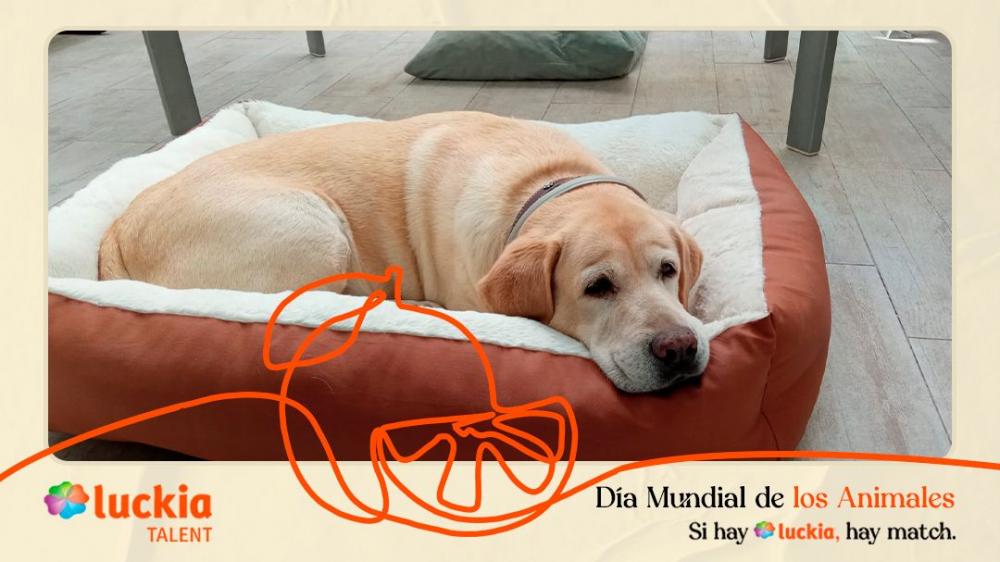 Luckia, una marca cercana y comprometida con el bienestar animal