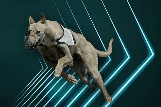 SIS y Greyhound Racing Ireland amplían su cobertura de carreras en directo hasta 2025