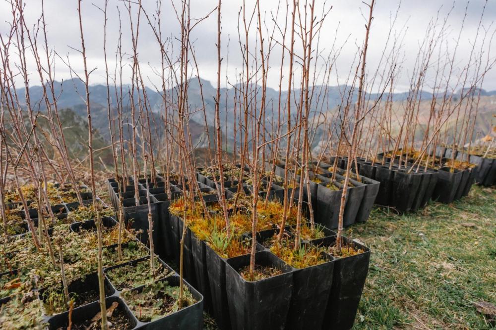 Herdicasa del Grupo DC se compromete con la reforestación en el Següencu 
