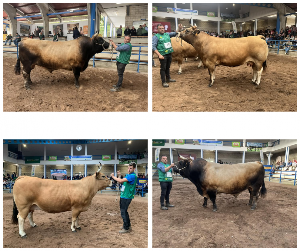 Inverpor La Mesada, del Grupo Díaz Carbajosa, imprescindible en el Concurso Nacional de Cangas del Narcea